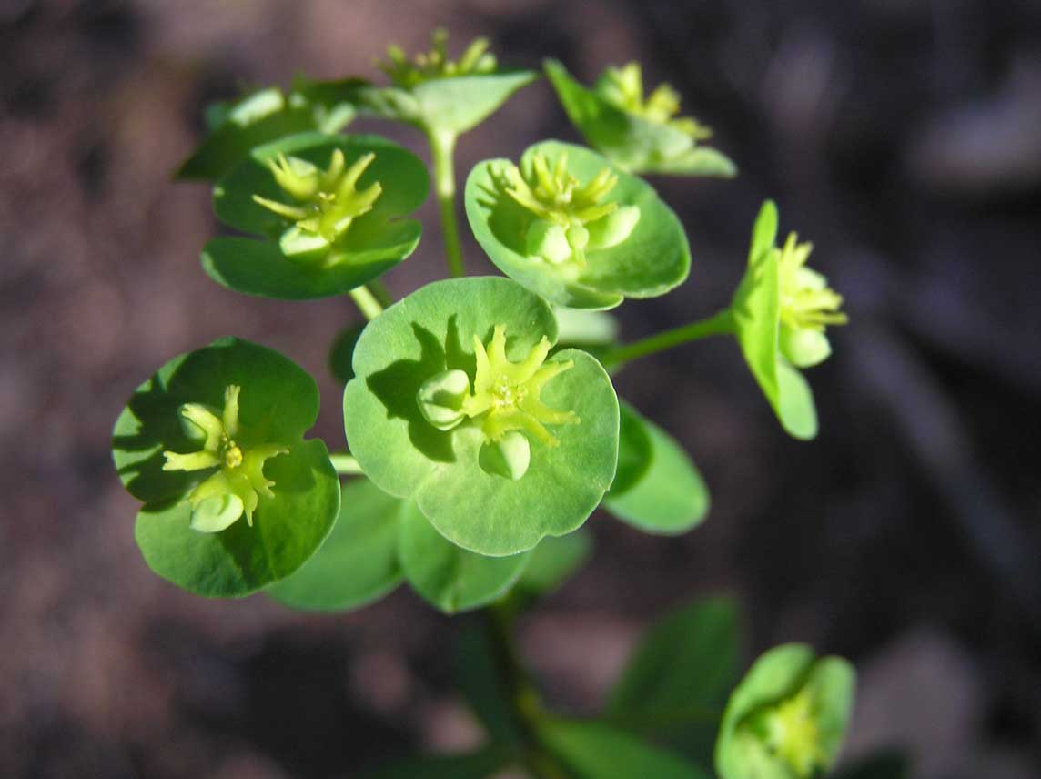 Euphorbia semiperfoliata / Euforbia semiperfogliata